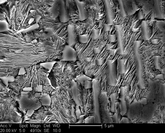 /static/micrographs/micrograph1033.png