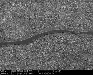/static/micrographs/micrograph1038.png