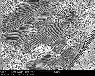 /static/micrographs/micrograph1039.png