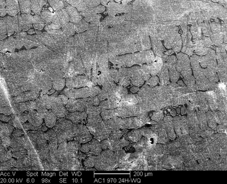 /static/micrographs/micrograph1049.png