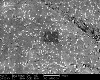 /static/micrographs/micrograph106.png