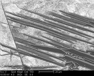 /static/micrographs/micrograph1097.png