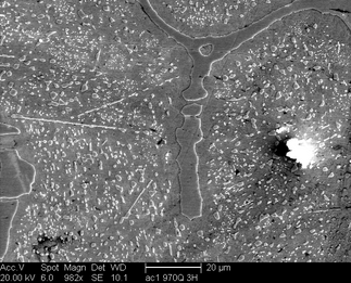 /static/micrographs/micrograph1186.png
