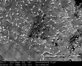 /static/micrographs/micrograph1195.png