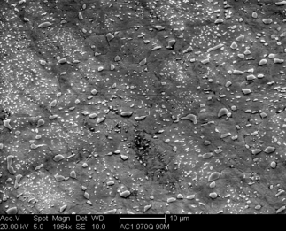 /static/micrographs/micrograph1200.png