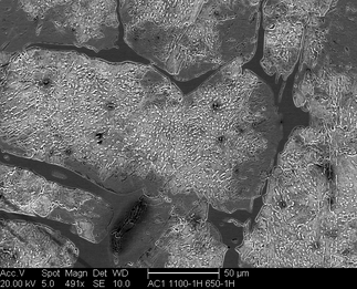 /static/micrographs/micrograph1243.png