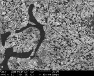 /static/micrographs/micrograph1247.png