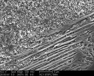 /static/micrographs/micrograph1252.png