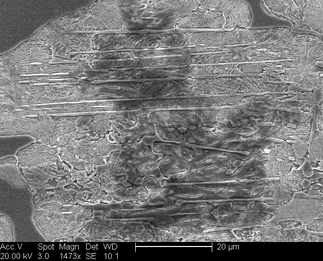 /static/micrographs/micrograph1255.png