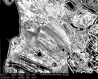 /static/micrographs/micrograph126.png