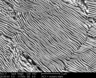 /static/micrographs/micrograph1260.png