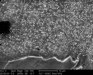 /static/micrographs/micrograph1262.png