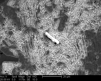 /static/micrographs/micrograph1268.png