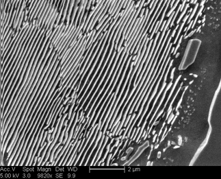 /static/micrographs/micrograph1279.png