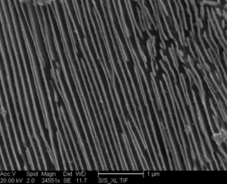 /static/micrographs/micrograph130.png