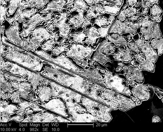 /static/micrographs/micrograph1303.png