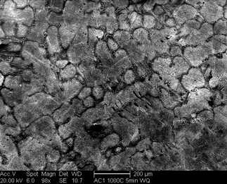 /static/micrographs/micrograph133.png
