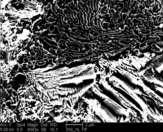 /static/micrographs/micrograph1333.png