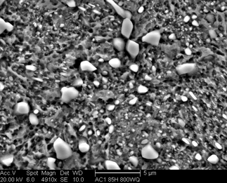 /static/micrographs/micrograph1337.png