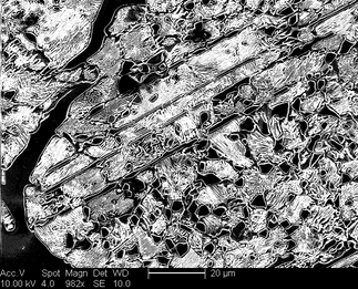 /static/micrographs/micrograph1357.png