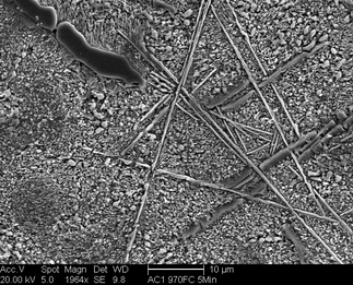 /static/micrographs/micrograph1367.png