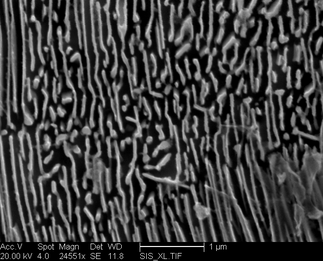 /static/micrographs/micrograph1406.png