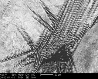 /static/micrographs/micrograph1417.png