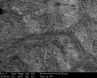 /static/micrographs/micrograph1431.png