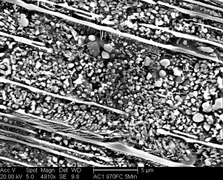 /static/micrographs/micrograph1435.png