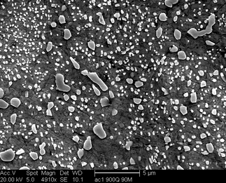 /static/micrographs/micrograph1447.png