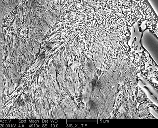 /static/micrographs/micrograph1452.png