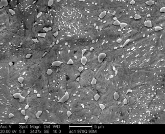 /static/micrographs/micrograph1456.png