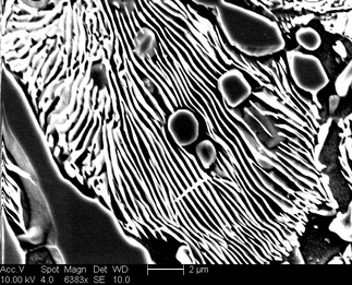 /static/micrographs/micrograph1458.png