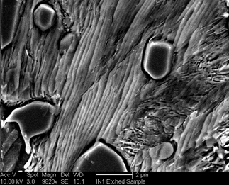 /static/micrographs/micrograph1473.png