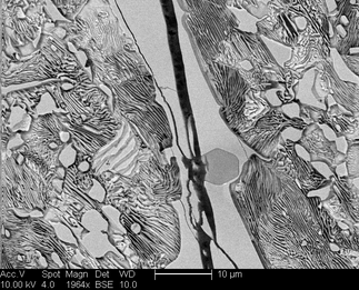 /static/micrographs/micrograph1489.png