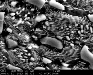 /static/micrographs/micrograph1503.png