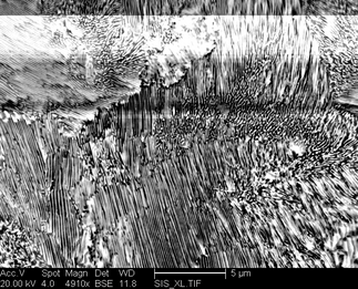 /static/micrographs/micrograph1509.png