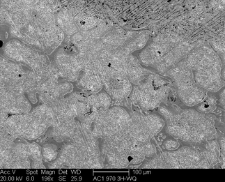 /static/micrographs/micrograph1510.png