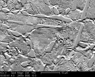 /static/micrographs/micrograph1513.png