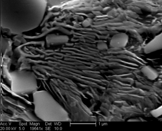 /static/micrographs/micrograph1514.png