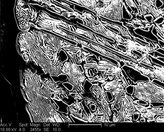 /static/micrographs/micrograph1526.png