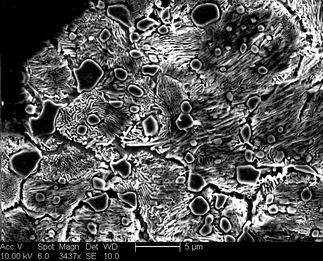 /static/micrographs/micrograph1532.png
