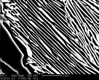 /static/micrographs/micrograph1542.png