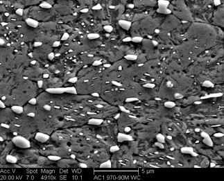 /static/micrographs/micrograph1562.png