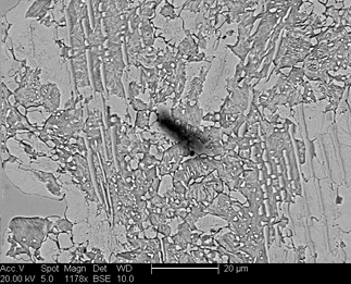 /static/micrographs/micrograph1570.png