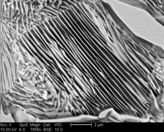 /static/micrographs/micrograph1587.png