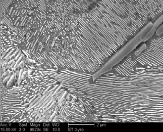 /static/micrographs/micrograph1597.png