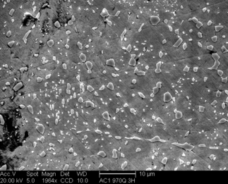 /static/micrographs/micrograph1633.png