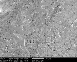 /static/micrographs/micrograph1637.png