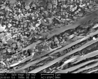 /static/micrographs/micrograph1675.png